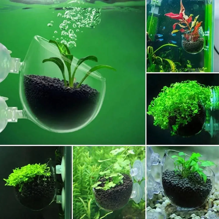 Waterweed Aquatic Plant Pot