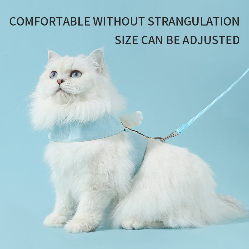 White cat wearing a blue harness