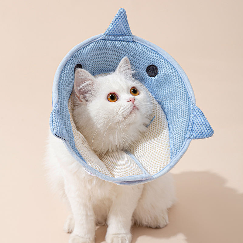 White cat wearing a blue shark shaped pet cone