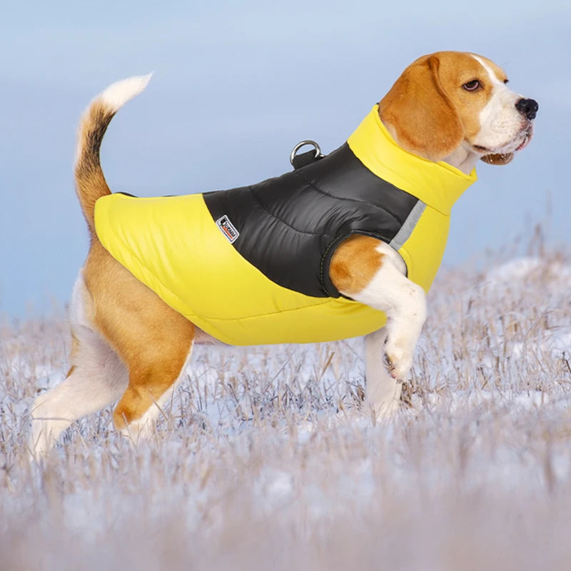 Winter Coat For Dogs