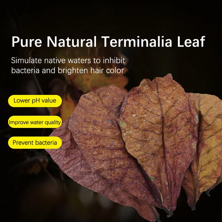 pH-lowering Terminalia leaves for fish tanks